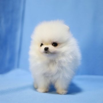 ポメラニアン【京都府・男の子・2025年10月2日・クリーム】の写真「整った容姿です🍀」