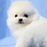 ポメラニアン
