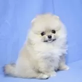 ポメラニアン