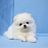 ポメラニアン