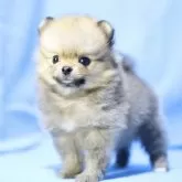 ポメラニアン