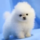 ポメラニアン
