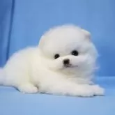 ポメラニアン