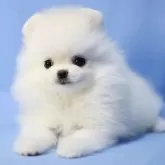 ポメラニアン