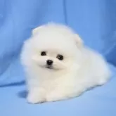 ポメラニアン