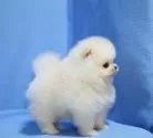 ポメラニアン【京都府・女の子・2025年9月18日・クリーム】の写真2