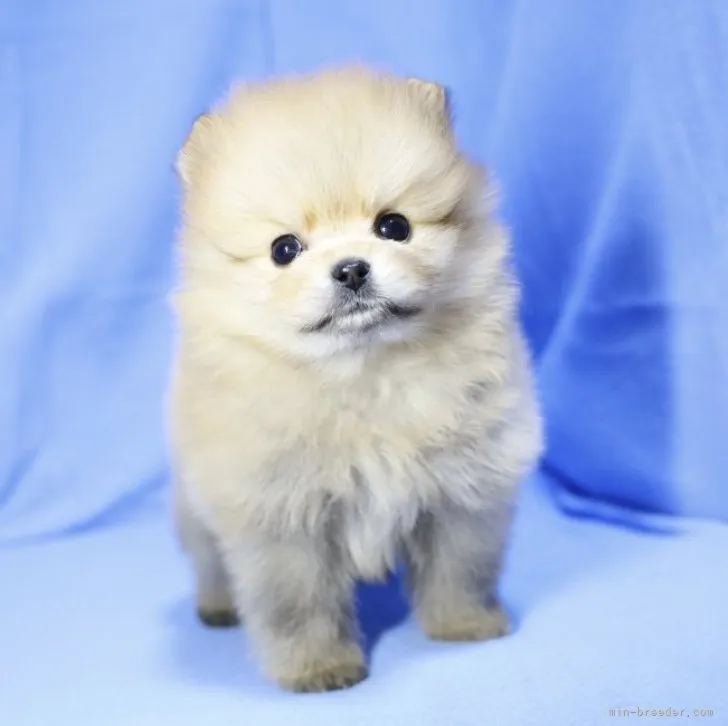 ID：2301-05167の子犬