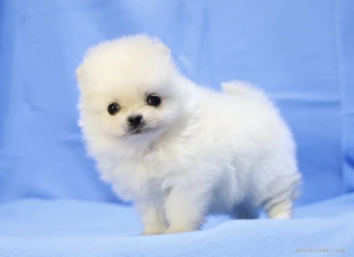 ID：2102-01266の子犬