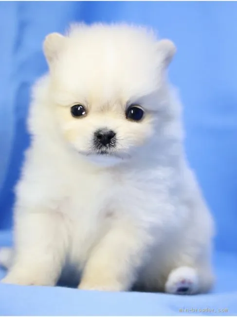 ID：2104-02522の子犬