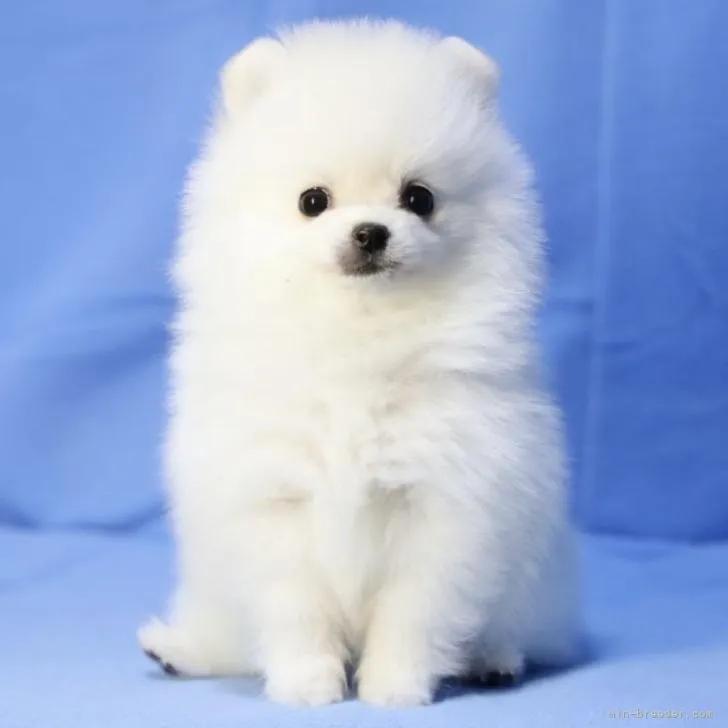 ステラ 様のお迎えした子犬