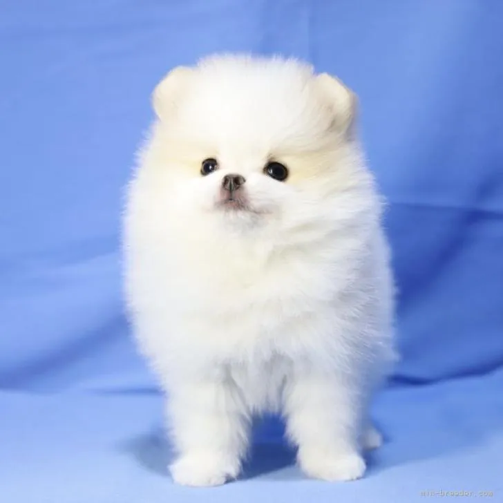 ID：2211-02826の子犬
