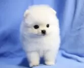 ポメラニアン【京都府・男の子・2024年5月6日・クリーム】の写真5「現在お膝も問題ございません。」