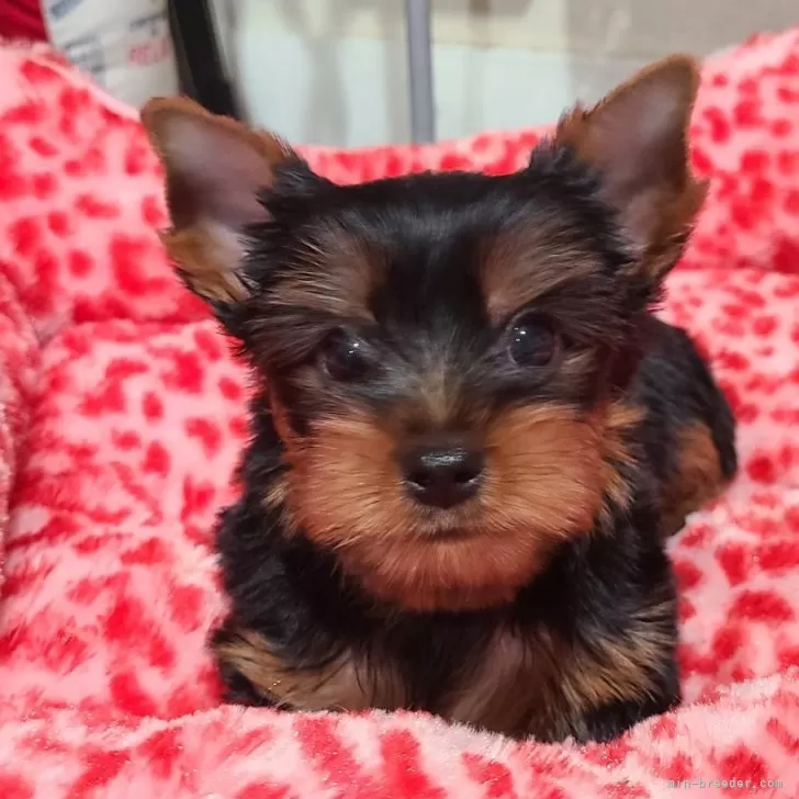 ID:2507-00705の子犬