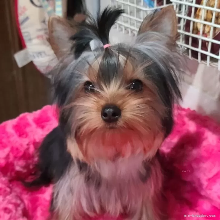 ID:2502-01205の子犬