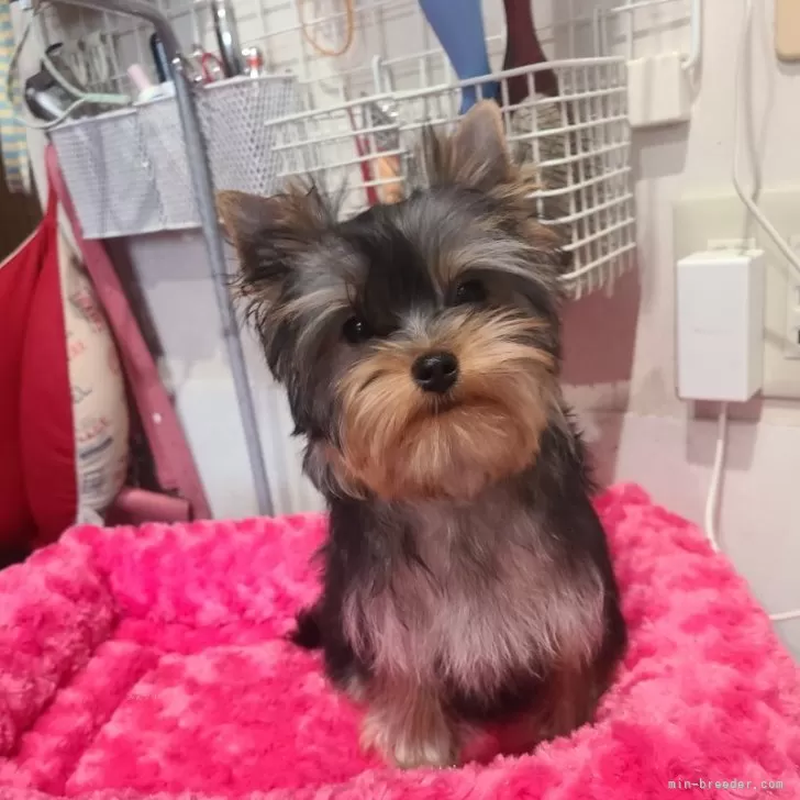 M.T 様のお迎えした子犬