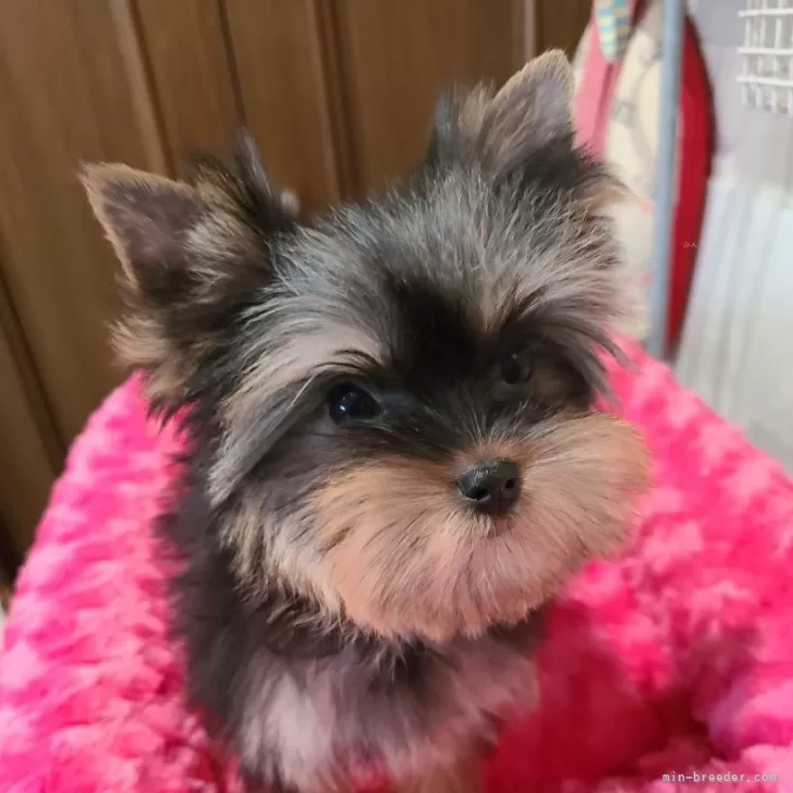 ID:2502-03740の子犬