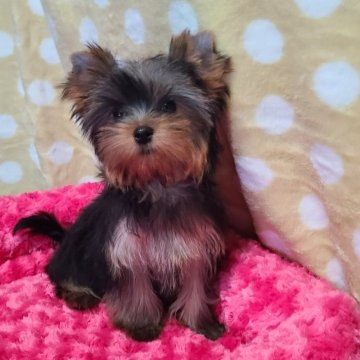 ヨークシャーテリア【栃木県・女の子・2025年7月9日・スチールブルー&タン】の写真「可愛い女の子です」