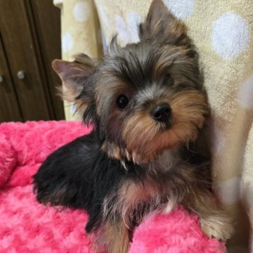 ヨークシャーテリア【栃木県・女の子・2025年8月28日・スチールブルー&タン】の写真「可愛い女の子です❤️」