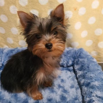 ヨークシャーテリア【栃木県・男の子・2025年8月8日・スチールブルー&タン】の写真「可愛い男の子です💙」