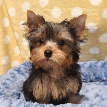 ヨークシャーテリア【栃木県・男の子・2025年8月8日・スチールブルー&タン】の写真「可愛い男の子です💙」