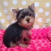 ヨークシャーテリア【栃木県・女の子・2025年8月8日・スチールブルー&タン】の写真1