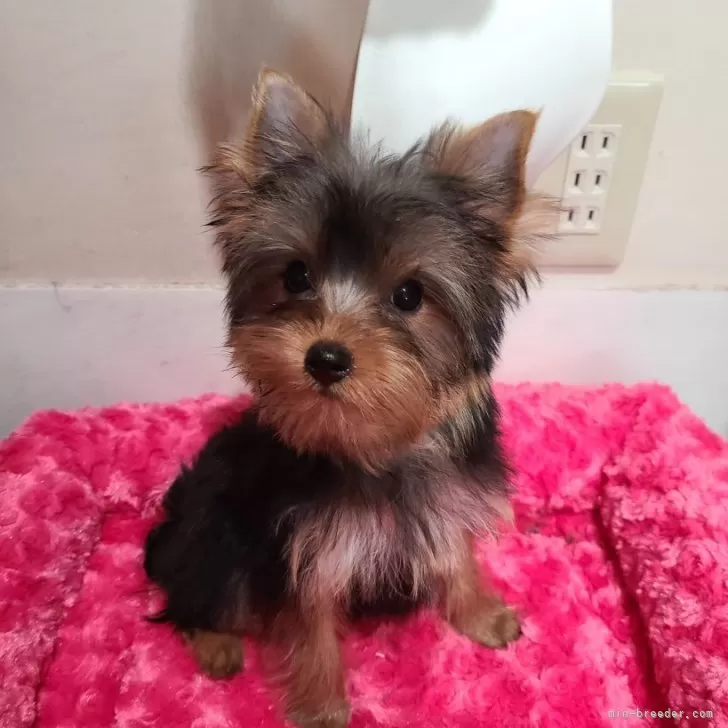 ID：2410-00706の子犬