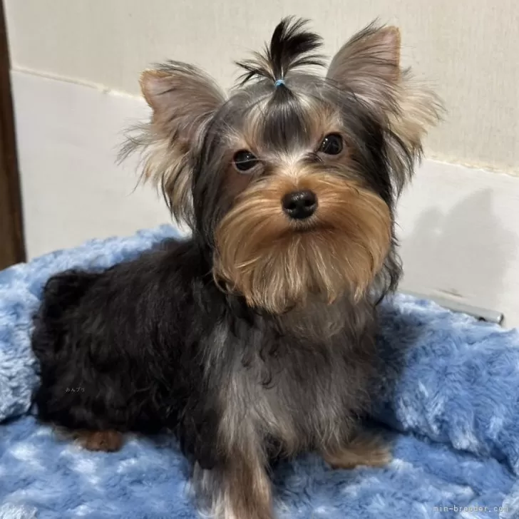 くろくろ 様のお迎えした子犬