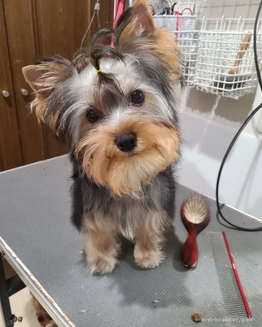 ID:2204-01638の子犬