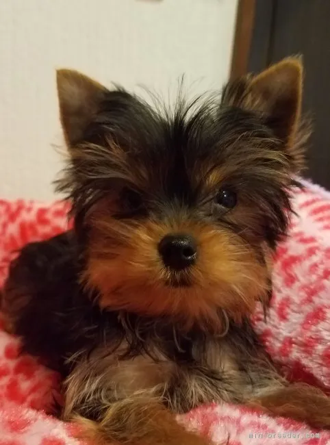 ID：1811-02178の子犬
