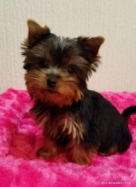 ID:1906-02450の子犬