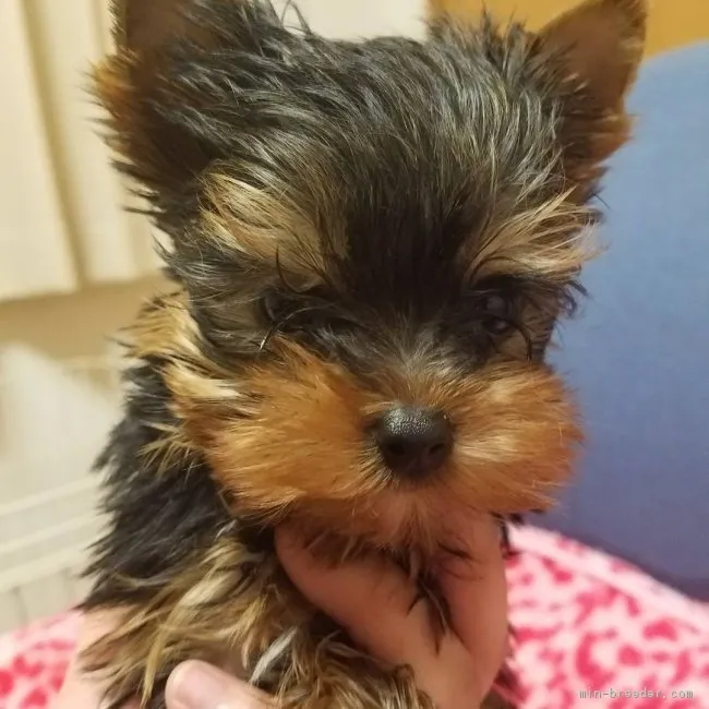 ID:1703-01822の子犬