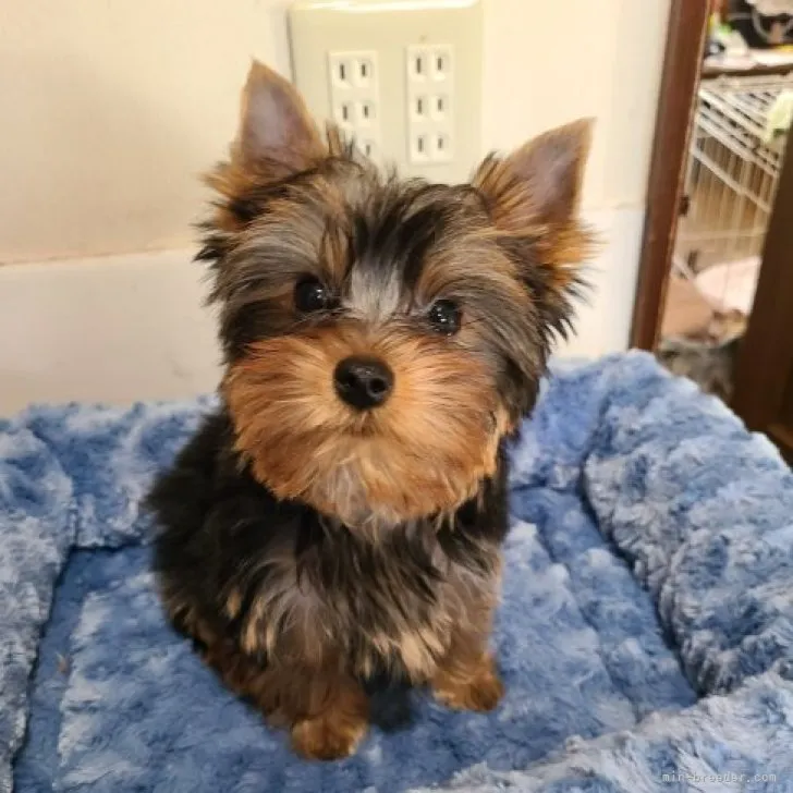 ヨークシャーテリア【栃木県・男の子・2023年2月23日・スチールブルー&amp;タン】の写真1「5/27撮影しました」