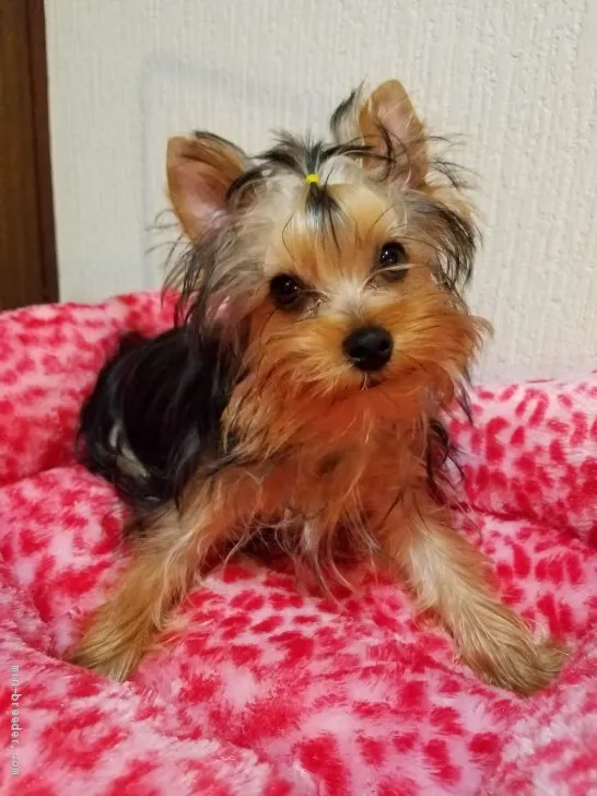 ID:1905-02086の子犬