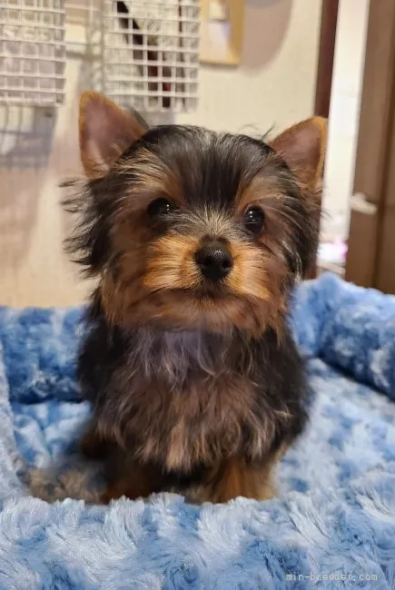 ID：2111-02970の子犬