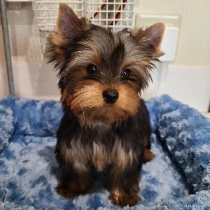 ID:2208-02381の子犬