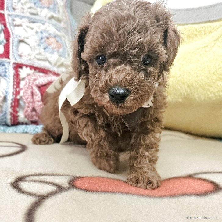 ブリーダー画像