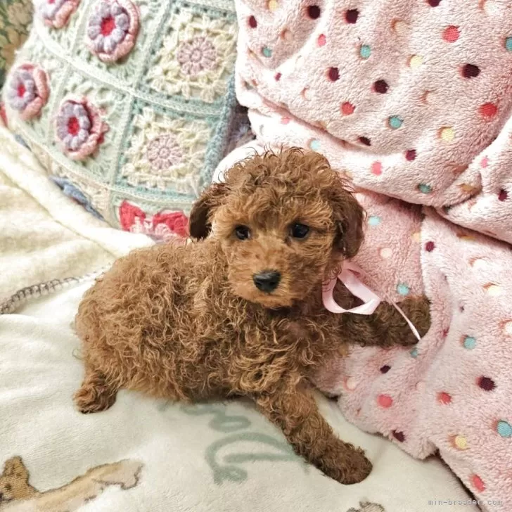 Jnara 様のお迎えした子犬