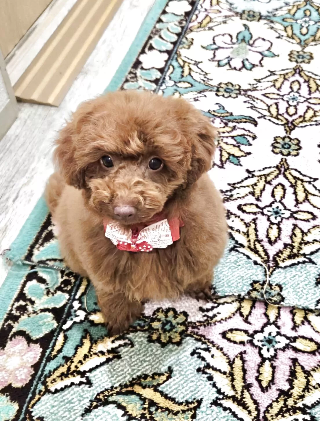 ななちゃんのママ 様のお迎えした子犬