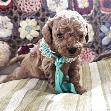 タイニープードル【奈良県・男の子・2025年10月9日・レッド】の写真「元気な男の子」