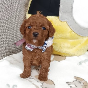 トイプードル(トイ)【奈良県・男の子・2025年12月1日・レッド】の写真「まんまる太った男の子」