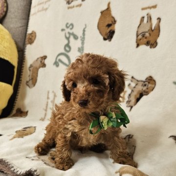 トイプードル(トイ)【奈良県・男の子・2024年11月14日・アプリコット】の写真「ちびちゃんの僕です。」