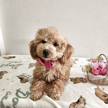 トイプードル(トイ)【奈良県・女の子・2025年7月31日・レッド】の写真「3姉妹で一番大きい女の子」