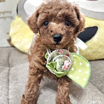 トイプードル(ティーカップ)【奈良県・男の子・2025年8月7日・レッド】の写真「小さな小さな男の子」