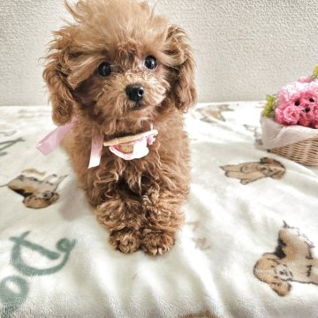 トイプードル(ティーカップ)【奈良県・女の子・2025年8月7日・レッド】の写真「ティーカップ確定」