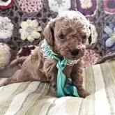 タイニープードル