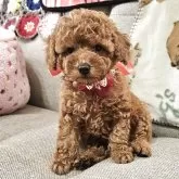 タイニープードル
