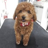 トイプードル(タイニー)