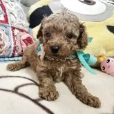 タイニープードル