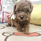 トイプードル(タイニー)