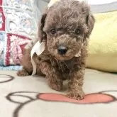 タイニープードル